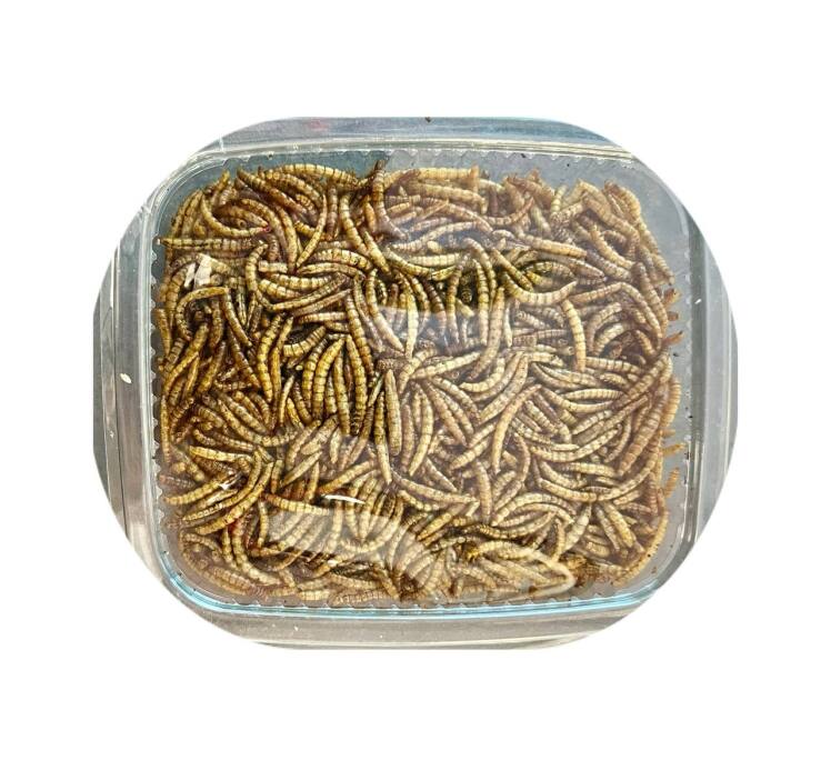 میل وورم خشک بسته ای